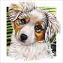 australian shepherd dog art and dog faces, australian shepherd dog pop art, dog paintings, party dogs and dog face pet portraits in colorful original australian shepherd dog art and fine art dog prints by artists Jane Billman and Gregg Billman