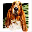 bassett hound dog art and dog faces, bassett hound dog pop art, dog paintings, party dogs and dog face pet portraits in colorful original bassett hound dog art and fine art dog prints by artists Jane Billman and Gregg Billman