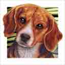 beagle dog art and dog faces, beagle dog pop art, dog paintings, party dogs and dog face pet portraits in colorful original beagle dog art and fine art dog prints by artists Jane Billman and Gregg Billman