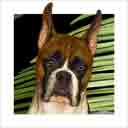 boxer dog art and dog faces, boxer dog pop art, dog paintings, party dogs and dog face pet portraits in colorful original boxer dog art and fine art dog prints by artists Jane Billman and Gregg Billman