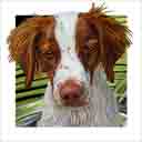 brittany spaniel dog art and dog faces, brittany spaniel dog pop art, dog paintings, party dogs and dog face pet portraits in colorful original brittany spaniel dog art and fine art dog prints by artists Jane Billman and Gregg Billman