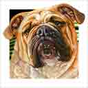 english bulldog dog art and dog faces, english bulldog dog pop art, dog paintings, party dogs and dog face pet portraits in colorful original english bulldog dog art and fine art dog prints by artists Jane Billman and Gregg Billman