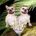 french bulldogs dog art and martini dogs, french bulldogs dog pop art prints, dog paintings, dog portraits and martini pet portraits in colorful original french bulldogs dog art and fine art dog prints by artists Jane Billman and Gregg Billman