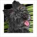 black with grey muzzle cairn terrier dog art and dog headshots, cairn terrier dog pop art prints, dog paintings, pet portraits, dog headshots and pet prints in colorful original cairn terrier dog art and fine art dog prints by artists Jane Billman and Gregg Billman