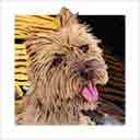 cairn terrier dog art and dog faces, cairn terrier dog pop art, dog paintings, party dogs and dog face pet portraits in colorful original cairn terrier dog art and fine art dog prints by artists Jane Billman and Gregg Billman