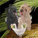 black and brown cairn terriers dog art and martini dogs, cairn terriers dog pop art prints, dog paintings, dog portraits and martini pet portraits in colorful original cairn terriers dog art and fine art dog prints by artists Jane Billman and Gregg Billman