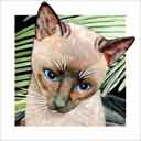 siamese cat art and cat faces, siamese cat pop art, cat paintings, party cats and cat pet portraits in colorful original siamese cat art and fine art cat prints by artist Jane Billman and Gregg Billman
