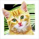tabby yellow cat art and cat faces, tabby yellow cat pop art, cat paintings, party cats and cat pet portraits in colorful original tabby yellow cat art and fine art cat prints by artist Jane Billman and Gregg Billman