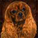 ruby cavalier king charles spaniel art, just one look pop art dog prints, pug paintings, pet portraits and dog prints in colorful original dog art and fine art dog prints by artists Jane Billman and Gregg Billman