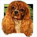 ruby with white chest cavalier king charles spaniel dog art and dog headshots, cavalier king charles spaniel ruby with white chest dog pop art prints, dog paintings, pet portraits, dog headshots and pet prints in colorful original dog art and fine art dog prints by artists Jane Billman and Gregg Billman