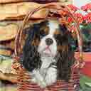 cavalier king charles dog art and dogs in a basket, cavalier king charles dog pop art prints, dog paintings, pet portraits and pet prints in colorful original cavalier king charles dog art and fine art dog prints by artists Jane Billman and Gregg Billman
