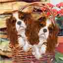 cavalier king charles dog art and dogs in a basket, cavalier king charles dog pop art prints, dog paintings, dog portraits and pet portraits in colorful original cavalier king charles dog art and fine art dog prints by artists Jane Billman and Gregg Billman