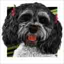 black and white cockapoo with bow dog art and dog headshots, black and white cockapoo with bow dog pop art prints, dog paintings, pet portraits, dog headshots and dog prints in colorful original black and white cockapoo with bow dog art and fine art dog prints by artists Jane Billman and Gregg Billman