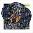 doxie dog art and dog faces, doxie dog pop art, dog paintings, party dogs and dog face pet portraits in colorful original doxie dog art and fine art dog prints by artists Jane Billman and Gregg Billman