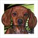 doxie dog art and dog faces, doxie dog pop art, dog paintings, party dogs and dog face pet portraits in colorful original doxie dog art and fine art dog prints by artists Jane Billman and Gregg Billman