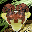 doxies, dog art and margarita dogs, doxies dog pop art prints, dog paintings, dog portraits and margarita pet portraits in colorful original doxies dog art and fine art dog prints by artist Jane Billman and Gregg Billman