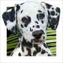 dalmatian dog art and dog headshots, dalmatian dog pop art prints, dog paintings, pet portraits, dog headshots and dog prints in colorful original dalmatian dog art and fine art dog prints by artists Jane Billman and Gregg Billman