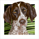 german shorthaired pointer dog art and dog headshots, german shorthaired pointer dog pop art prints, dog paintings, dog portraits, dog headshots and pet prints in colorful original dog art and fine art dog prints by artists Jane Billman and Gregg Billman
