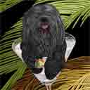 black havanese dog art and martini dogs, havanese dog pop art prints, dog paintings, pet portraits and martini pet prints in colorful original havanese dog art and fine art dog prints by artists Jane Billman and Gregg Billman