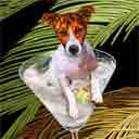 jack russell art, jack russell pop art dog prints, jack russell paintings, pet portraits and dog prints in colorful original dog art and fine art dog prints by artists Jane Billman and Gregg Billman