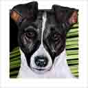 black and white jack russell dog art and dog headshots, jack russell dog pop art prints, dog paintings, dog portraits and dog headshots pet prints in colorful original jack russell dog art and fine art dog prints by artists Jane Billman and Gregg Billman