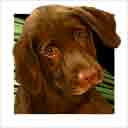 lab dog art and dog headshots, lab dog pop art prints, dog paintings, dog portraits and dog headshots pet prints in colorful original lab dog art and lab fine art dog prints by artists Jane Billman and Gregg Billman