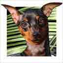 miniature pinscher dog art and dog faces, miniature pinscher dog pop art, dog paintings, party dogs and dog face pet portraits in colorful original miniature pinscher dog art and fine art dog prints by artists Jane Billman and Gregg Billman