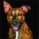 brindle pit bull terrier pop art dog art and martini dogs, pit bull terrier pop art dog pop art prints, dog paintings, dog portraits and martini pet portraits in colorful original pop art dog art and fine art dog prints by artists Jane Billman and Gregg Billman