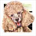 poodle dog art and dog faces, poodle dog pop art, dog paintings, party dogs and dog face pet portraits in colorful original poodle dog art and fine art poodle dog prints by artists Jane Billman and Gregg Billman