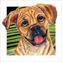 puggle designer dog art and dog faces, puggle unique breeds dog pop art, dog paintings, party dogs and dog face pet portraits in colorful original puggle dog art and fine art puggle dog prints by artists Jane Billman and Gregg Billman