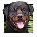rottweiler dog art and dog faces, rottweiler dog pop art, dog paintings, party dogs and dog face pet portraits in colorful original rottweiler dog art and fine art rottweiler dog prints by artists Jane Billman and Gregg Billman