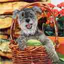 schnauzer dog art and dogs in a basket, schnauzer dog pop art prints, dog paintings, dog portraits and martini pet portraits in colorful original schnauzer dog art and fine art schnauzer dog prints by artists Jane Billman and Gregg Billman