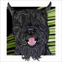 schnauzer dog art and dog faces, schnauzer dog pop art, dog paintings, party dogs and dog face pet portraits in colorful original schnauzer dog art and fine art schnauzer dog prints by artists Jane Billman and Gregg Billman