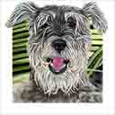 schnauzer dog art and dog faces, schnauzer dog pop art, dog paintings, party dogs and dog face pet portraits in colorful original schnauzer dog art and fine art schnauzer dog prints by artists Jane Billman and Gregg Billman