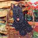 scottish terrier, dog art and dogs in a basket, scottish terrier dog pop art print, dog paintings, dog portraits and martini pet portraits in colorful original scottish terrier dog art and fine art dog prints by artists Jane Billman and Gregg Billman