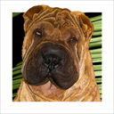 shar pei dog art and dog faces, shar pei dog pop art, dog paintings, party dogs and dog face pet portraits in colorful original shar pei dog art and fine art shar pei dog prints by artists Jane Billman and Gregg Billman