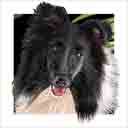 sheltie dog art and dog faces, sheltie dog pop art, dog paintings, party dogs and dog face pet portraits in colorful original sheltie dog art and fine art sheltie dog prints by artists Jane Billman and Gregg Billman