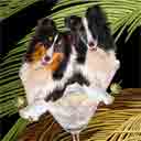 shelties dog art and martini dogs, shelties dog pop art, dog paintings, party dogs and martini pet portraits in colorful original shelties dog art and fine art shelties dog prints by artist Jane Billman and Gregg Billman