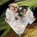 tongue out shih tzus dog art and martini dogs, tongue out shih tzus dog pop art, dog paintings, party dogs and martini pet portraits in colorful original tongue out shih tzus dog art and fine art tongue out shih tzus dog prints by artist Jane Billman and Gregg Billman