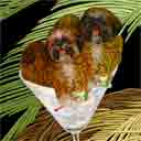 red and chocolate shih tzus dog art and martini dogs, shih tzus dog pop art, dog paintings, party dogs and martini pet portraits in colorful original shih tzus dog art and fine art shih tzus dog prints by artist Jane Billman and Gregg Billman