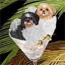 mocha and mudgee no tongue shih tzus dog art and martini dogs, shih tzus mocha and mudgee no tongue dog pop art, dog paintings, party dogs and martini pet portraits in colorful original shih tzus mocha and mudgee no tongue dog art and fine art shih tzus mocha and mudgee no tongue dog prints by artist Jane Billman and Gregg Billman