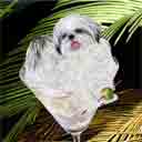 shih tzu with black tips on tail and ears dog art and martini dogs, black faced shih tzu dog pop art, dog paintings, party dogs and martini pet portraits in colorful original black faced shih tzu dog art and fine art shih tzu dog prints by artist Jane Billman and Gregg Billman