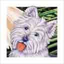 west highland terrier dog art and dog faces, west highland terrier dog pop art, dog paintings, party dogs and dog face pet portraits in colorful original west highland terrier dog art and fine art dog prints by artists Jane Billman and Gregg Billman