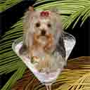 yorkshire terrier sake with bow dog art and martini dogs, yorkshire terrier sake with bow dog pop art, dog paintings, party dogs and martini pet portraits in colorful original yorkshire terrier sake with bow dog art and fine art dog prints by artist Jane Billman and Gregg Billman