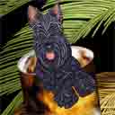 scottish terrier dog art and scotch dogs, scottish terrier dog pop art prints, dog paintings, pet portraits and scotch pet prints in colorful original scottish terrier dog art and fine art dog prints by artist Jane Billman and Gregg Billman