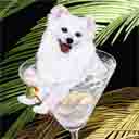 american eskimo art, american eskimo pop art dog prints, american eskimo paintings, pet portraits and dog prints in colorful original dog art and fine art dog prints by artists Jane Billman and Gregg Billman