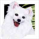 american eskimo dog art and dog headshots, american eskimo dog pop art prints, dog paintings, pet portraits, dog headshots and dog prints in colorful original american eskimo dog art and fine art dog prints by artists Jane Billman and Gregg Billman