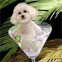 bichon dog art and martini dogs, bichon dog pop art prints, dog paintings, dog portraits and martini pet portraits in colorful original bichon dog art and fine art dog prints by artists Jane Billman and Gregg Billman