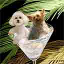 bichon and yorkie dog art and martini dogs, bichon and yorkie dog pop art prints, dog paintings, dog portraits and martini pet portraits in colorful original bichon and yorkie dog art and fine art dog prints by artists Jane Billman and Gregg Billman