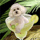 bichon dog art and margarita dogs, bichon dog pop art prints, dog paintings, dog portraits and margarita pet prints in colorful original bichon dog art and fine art dog prints by artists Jane Billman and Gregg Billman